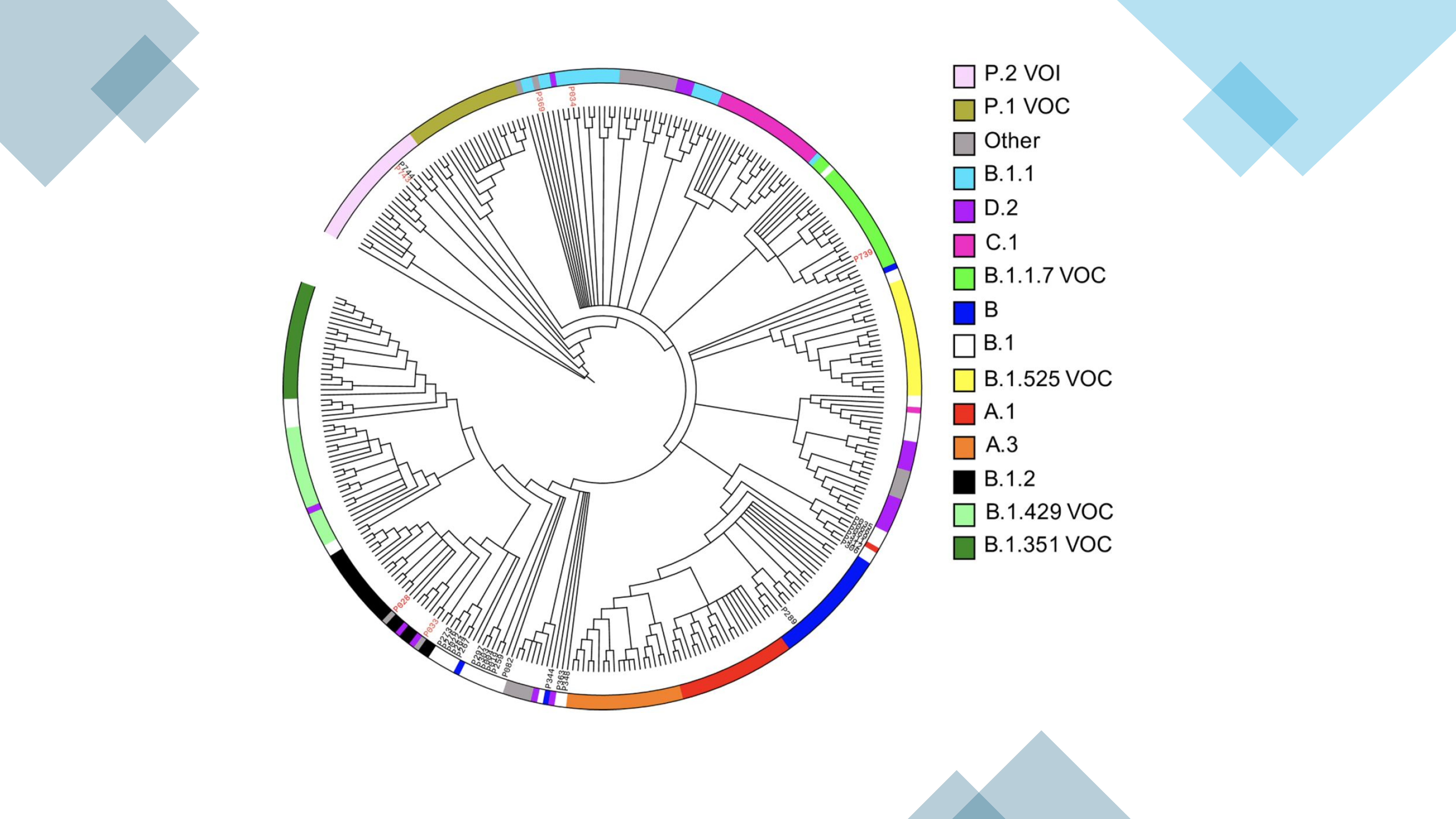 SARS-CoV-2 Lineages